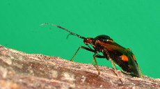 Rote Weichwanze_3.jpg